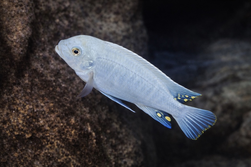 Maylandia estherae 'Nkhungu Reef'